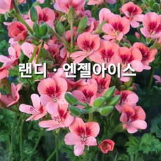 랜디(엔젤아이스) 포트, 3포트, 1개