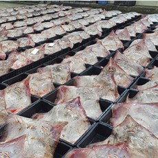 서해안 흑산도 홍어 저온숙성 깊은맛 숙성도 선택가능, 1개, 약한숙성 500g(2-3인분)