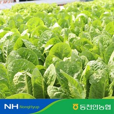 [동천안농협] 유럽 샐러드채소 1kg 3~4종 랜덤발송, 1개