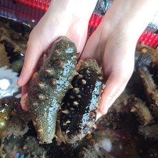 거제도 해녀가 채취한해삼 신선한 자연산 해삼 산지직송, 1개, 해녀 해삼1kg(10미내외)