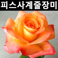 피스사계줄장미(주황) 개화주(분) 1개/나무 묘목/꽃나무/조경용