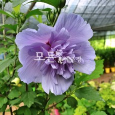 모든원예조경 겹꽃무궁화나무 (블루쉬폰) 신품종묘목