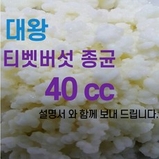 티벳버섯 유산균종균 캐비어그레인 프로바이오틱스 10cc발효유 수제요거트, 40cc