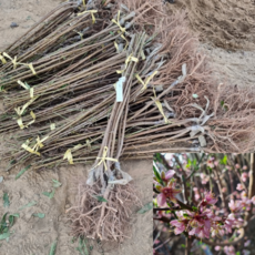 [모든원예조경] 천도복숭아나무 묘목 옐로드림 (접목1년생) 특묘 복숭아묘목, 1개