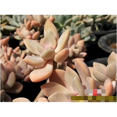 석연화