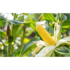 [꿈을뜨는언니] 산지직송 당일발송 당도보장 고당도 초당옥수수 10입 20입 프리미엄초당옥수수, 초당미니(9cm이상) 10개입
