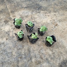 깻잎모종