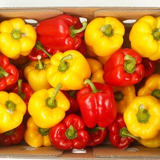 국산 국내산 삼색파프리카 빨강파프리카 혼합파프리카, 파프리카1kg, 1개