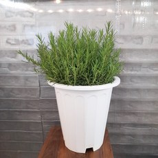 로즈마리대품
