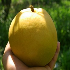 화개장터 가성비 배 가정용 나주배 5kg (6-7과), 1개