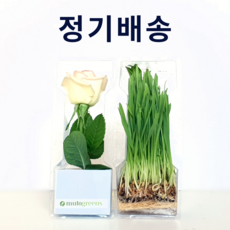 [정기배송] 뮤토 데일리 캣그라스 하루에 하나씩 꺼내서 바로 먹이는 고양이 풀, 2회, A_데일리귀리3개 [총6개], 매주, 1개, 100g