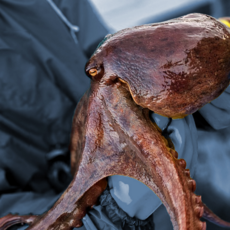 통영문어 새벽에 막 잡은 신선한 통영 일반 문어 제수용 문어, 제수용 활 돌문어 2kg 1미