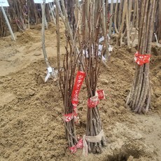 [과수] 포포나무 1년생 묘목 (3개묶음)
