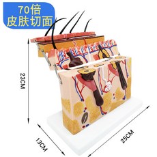 해외 모형 표피조직도는 인체 피부조직을 구성한다.계층구조 고교해 분석, 옵션04