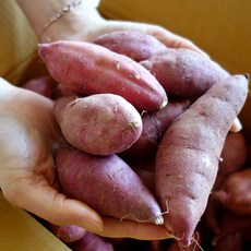토글토글 황토 밤(꿀)고구마, 1박스, 소5kg