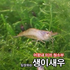 러브아쿠아 생이새우 100마리, 1개