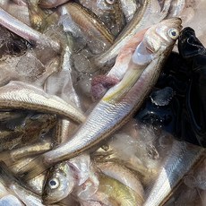 [산지에서바로] 생물 동해안 당일바리 손질 생물 도루묵, 2KG 구워먹는 내장 손질 도루묵, 1개