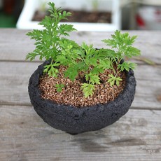 화산석 돌화분 현무암 다육 분재 분갈이 화분, 대형, 1개