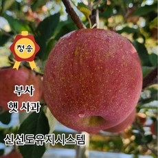 [산지직송] 청송 꿀 사과 (중과)2kg 3kg 5kg 10kg 가정용 선물용, 03. 가정용 5kg, 1박스