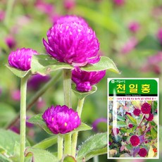 천일홍 씨앗 100립 허브씨앗 꽃씨앗 야생화 허브 씨앗키우기 재배 화분 베란다 텃밭 잎채소 새싹씨앗 채소, 1