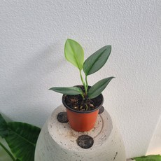 트루비