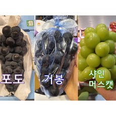 맛있는 포도 씨없는거봉 샤인머스캣 1kg 2kg 3kg, 샤인머스캣 2kg