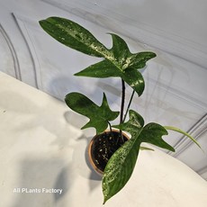 식물공장 필로덴드론 뷰티그린 소품 반려식물 15-40cm 65, 1개