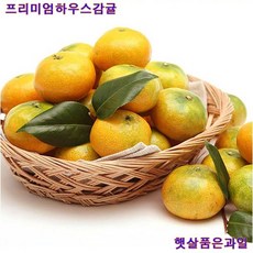 제주햇살받은하우스감귤