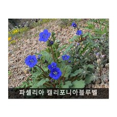 가을파종