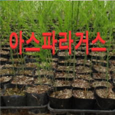 (성실농원)아스파라거스 2년차 모종(포트) 5그루
