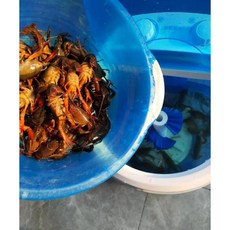 갑각류 세척기 새우 가재 랍스터 어패류 씻는 기계, 소형