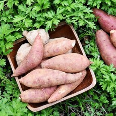 [생산자직송] 해남 햇 꿀고구마 (두입)3kg, 3kg, 1개