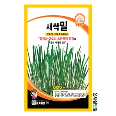 밀새싹키우기