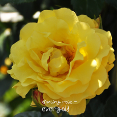 덩쿨장미-에버골드 [1포트] (20cm포트 복남이네야생화 장미 옐로우 덩굴 모종) climbing rose ever gold