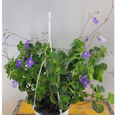 삭소롬 걸이(중품) 소량입고 잘자란아이에요, 1개