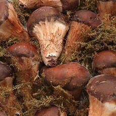 솔방 참송이버섯 200g 500g 1kg 무농약 산지직송 당일수확 가정용 선물용 당일수확, 1박스, 가정용 200g