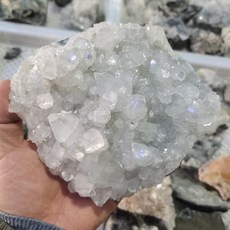 필라이트코끼리