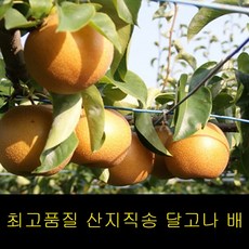 배추한망가격