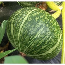 청정산골 단호박 단밤호박 생산자 직송, 1개, 3kg