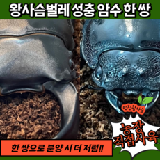 왕사슴벌레유충