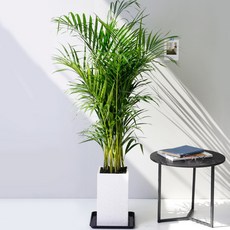 아침향기 실내공기정화식물 대형화분 FRP 화기 화분 - 아레카야자 120cm, 1개, 화이트 아레카야자