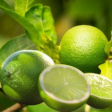 라임 생 lime Lime 과일 대과 쥬스 주스 즙 멕시코 멕시코산 직수입, 1개, 3kg