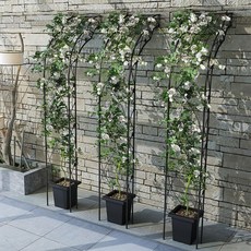 코스트코장미아치