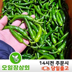 < 오일장 상회 > 국내산 청양고추 매운고추 땡초 ( 상 ) 1박스 (10kg내외)상세페이지참고’></p>
<p style=