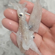 생물 호레기 횟감 호래기 꼴뚜기, 1개, 1kg(10~30미)
