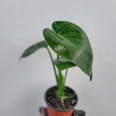 몬스테라델리시오사