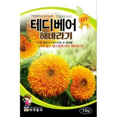 테디베어 해바라기 10립 씨앗