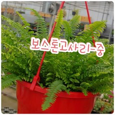 꽃나라엘리스 보스톤고사리-중-공기정화식물의 대명사 보스톤고사리