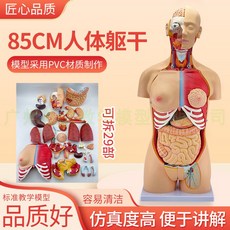 해부학 과학 모형 인체 신체구조 실습용 모듈 장기 골격 교육용 심장, 85CM 양성 몸통 29개