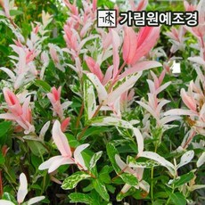 플라밍고 셀릭스 삼색버드나무 가림원예조경, 플라밍고 셀릭스 120L 포트 (5개세트), 5개